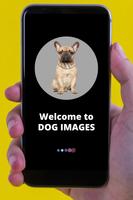 Dog Images - Dog Wallpapers-poster