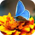 Butterfly Live Wallpaper