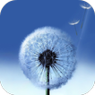 Dandelion Live Wallpaper