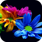 Flowers Live Wallpaper آئیکن