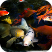 ”Koi Live Wallpaper