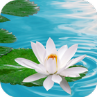 Lily on Water Live Wallpaper biểu tượng