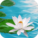 Lily on Water Live Wallpaper आइकन
