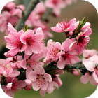Sakura Live Wallpaper آئیکن