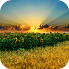 Sunflower Live Wallpaper icône