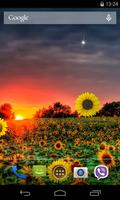 Sunflower Live Wallpaper Ekran Görüntüsü 1