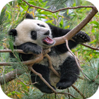 Panda Live Wallpaper 图标