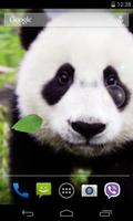 Panda Live Wallpaper 海报