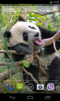 Panda Live Wallpaper 截图 1