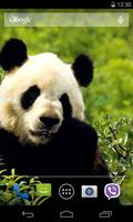 Panda Live Wallpaper 截图 2