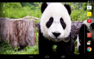 Panda Live Wallpaper 截图 3