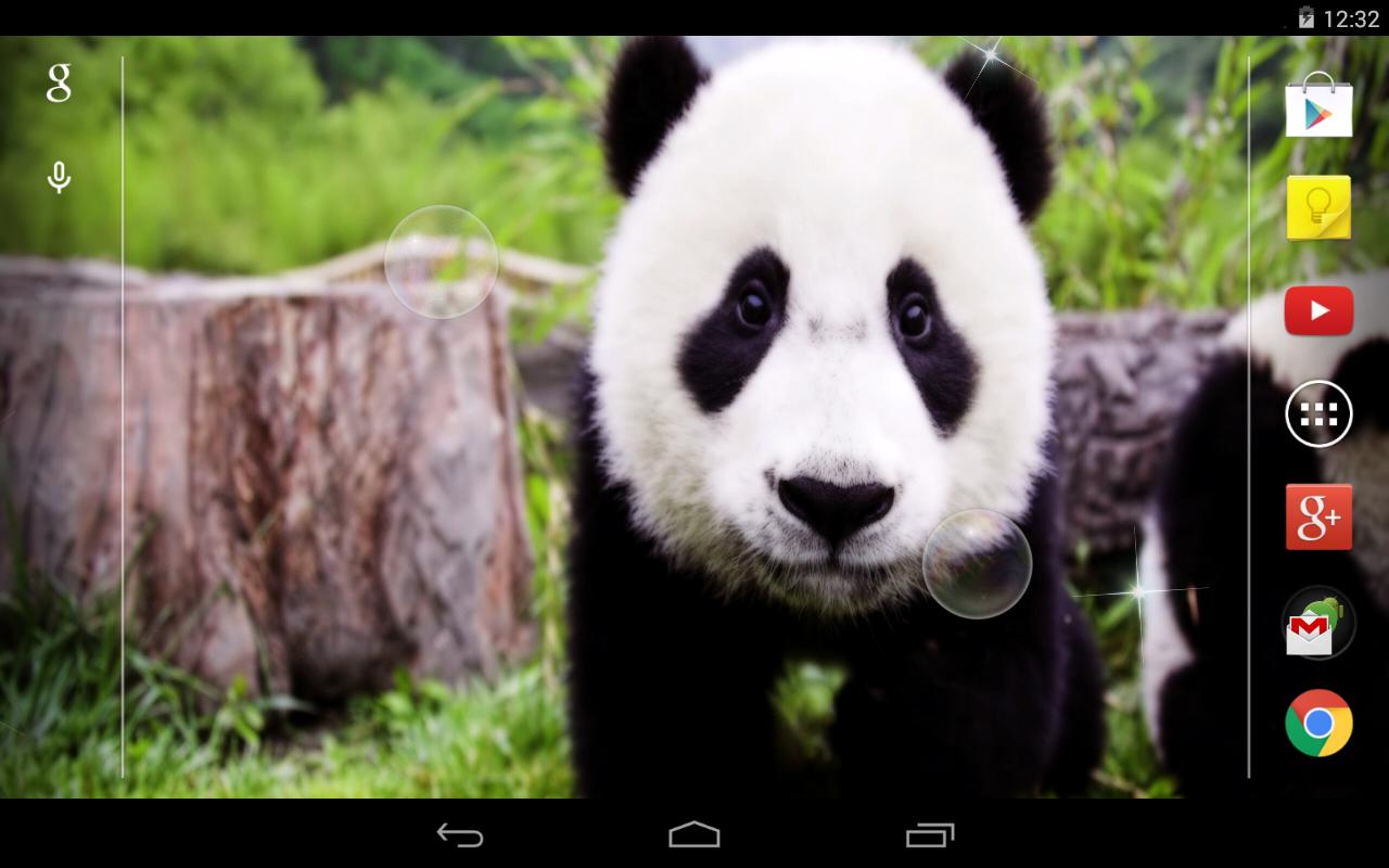 Живая панда цена в россии. Панда лайв. Живые обои Панда. Обои на телефон Панда Живая вертикальные.