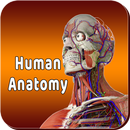 Human Anatomy APK