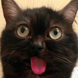 ملصقات واتس WAStickersApps