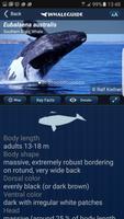 1 Schermata WhaleGuide