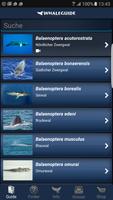 WhaleGuide Plakat