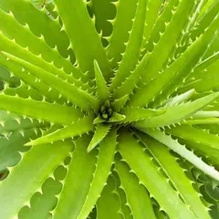 Aloevera Ke Fayde APK Herunterladen