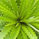 Aloevera Ke Fayde APK