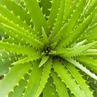 Aloevera Ke Fayde أيقونة