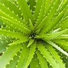 Aloevera Ke Fayde ikona