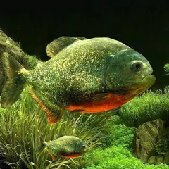 download 3D Fish Aquarium Wallpaper HD APK