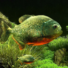 3D Fish Aquarium Zeichen