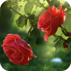 Скачать Red Rose Flower Live Wallpaper APK