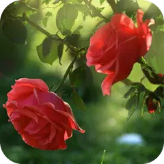 Red Rose Flower Live Wallpaper APK Herunterladen