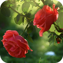 Red Rose Flower Live Wallpaper APK