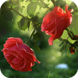 Icona Red Rose
