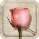 Rose And Poetry Live Wallpaper APK