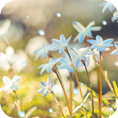 Blue Hyacinth Live Wallpaper APK
