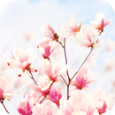 Magnolia Flower Live Wallpaper APK