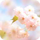 Sakura Flower Live Wallpaper APK