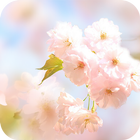Sakura Flower icône