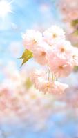 Sakura Flower Affiche