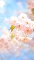 Sakura Flower capture d'écran 3