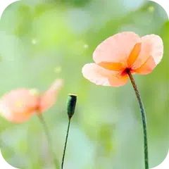 Spring Flower Live Wallpaper APK download