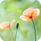 Spring Flower icon