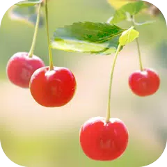 Sweet Cherry Live Wallpaper APK download