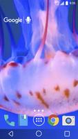 Amazing Jellyfish Live plakat