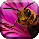 Abeja y flor Live Wallpaper icono