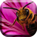 Bee and Flower Live Wallpaper icône