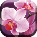Blooming Orchid Live Wallpaper APK