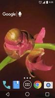 Blooming Orchid Live Wallpaper स्क्रीनशॉट 1