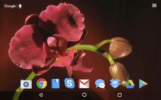 Blooming Orchid Live Wallpaper स्क्रीनशॉट 3