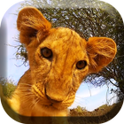 Little Lion Cub Live Wallpaper-icoon