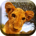 Little Lion Cub Live Wallpaper simgesi