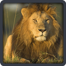 Baby learning Animals (Card) APK