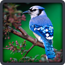 Baby learning Birds (Card) APK